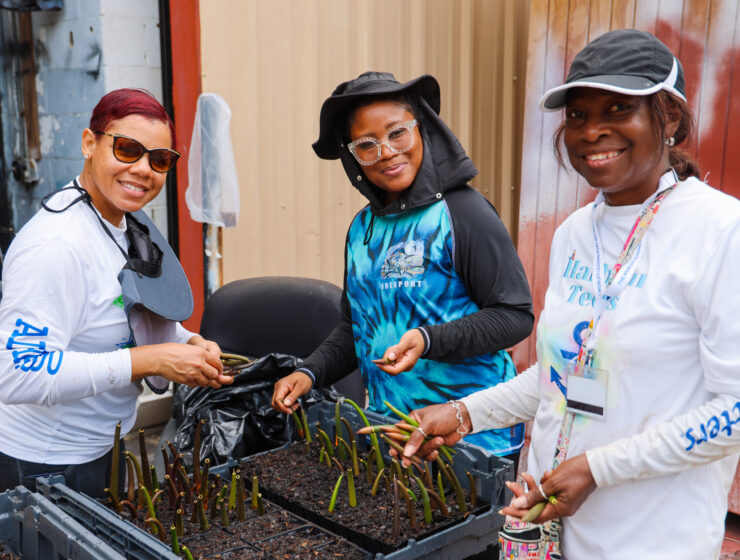 2025 0829 MANGROVE HARVESTING-9