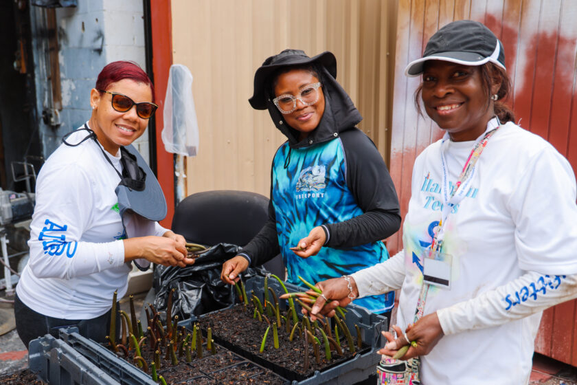 2025 0829 MANGROVE HARVESTING-9